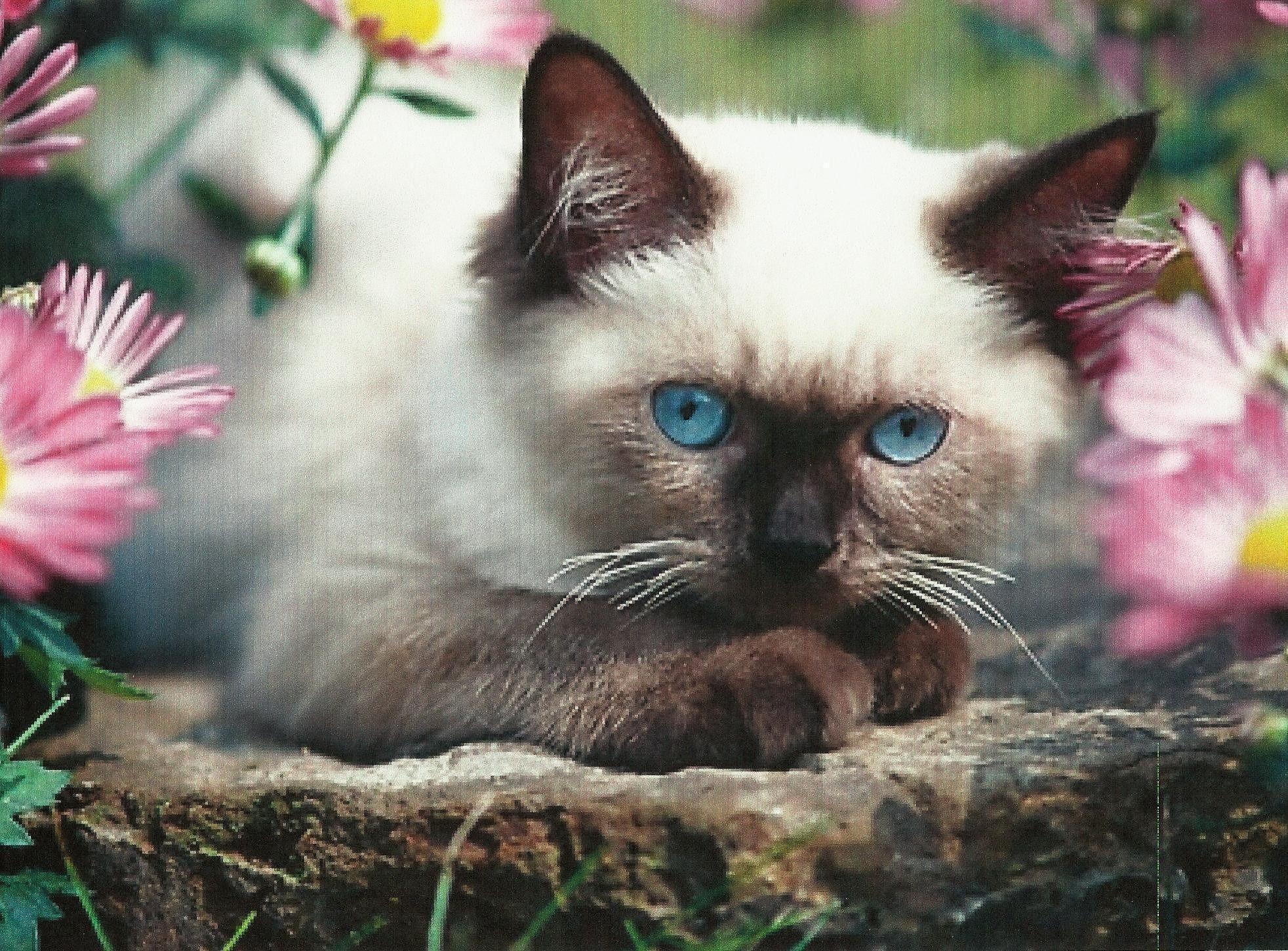 A Siamese Kitten Wallpaper HD