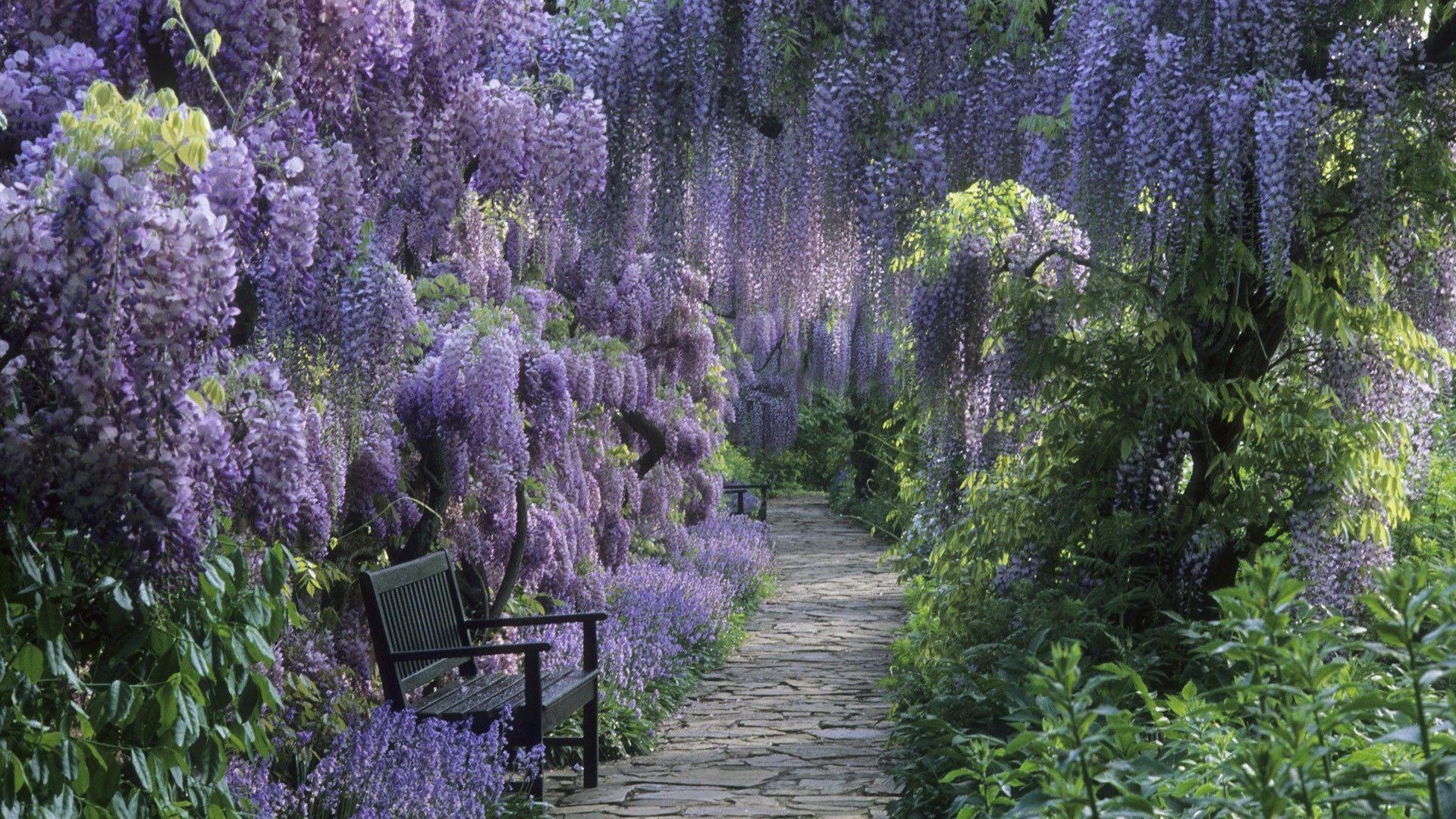 Download Germany Wisteria Wallpaper 1920x1080