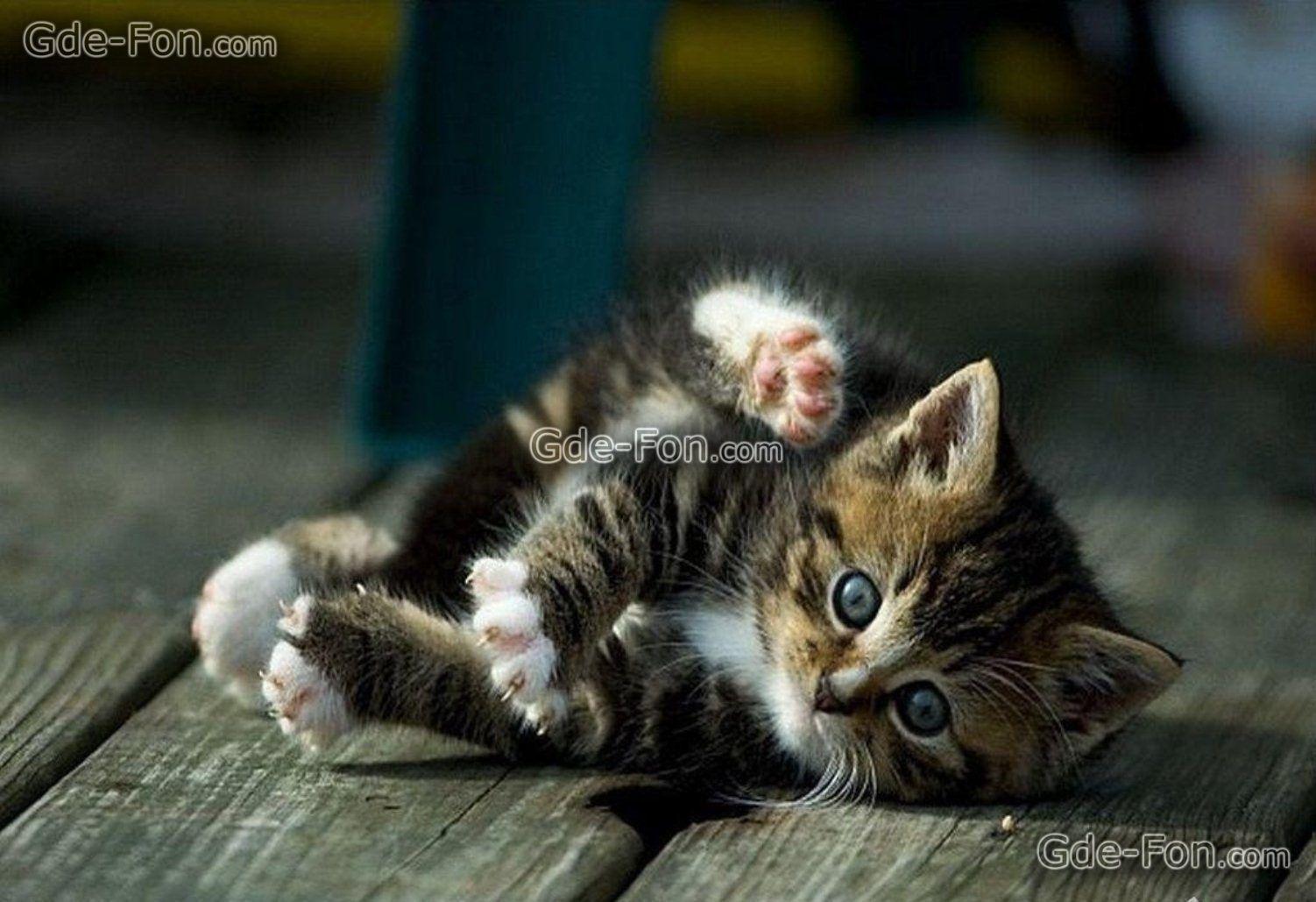 Download wallpaper kitten, is, paw free desktop wallpaper in