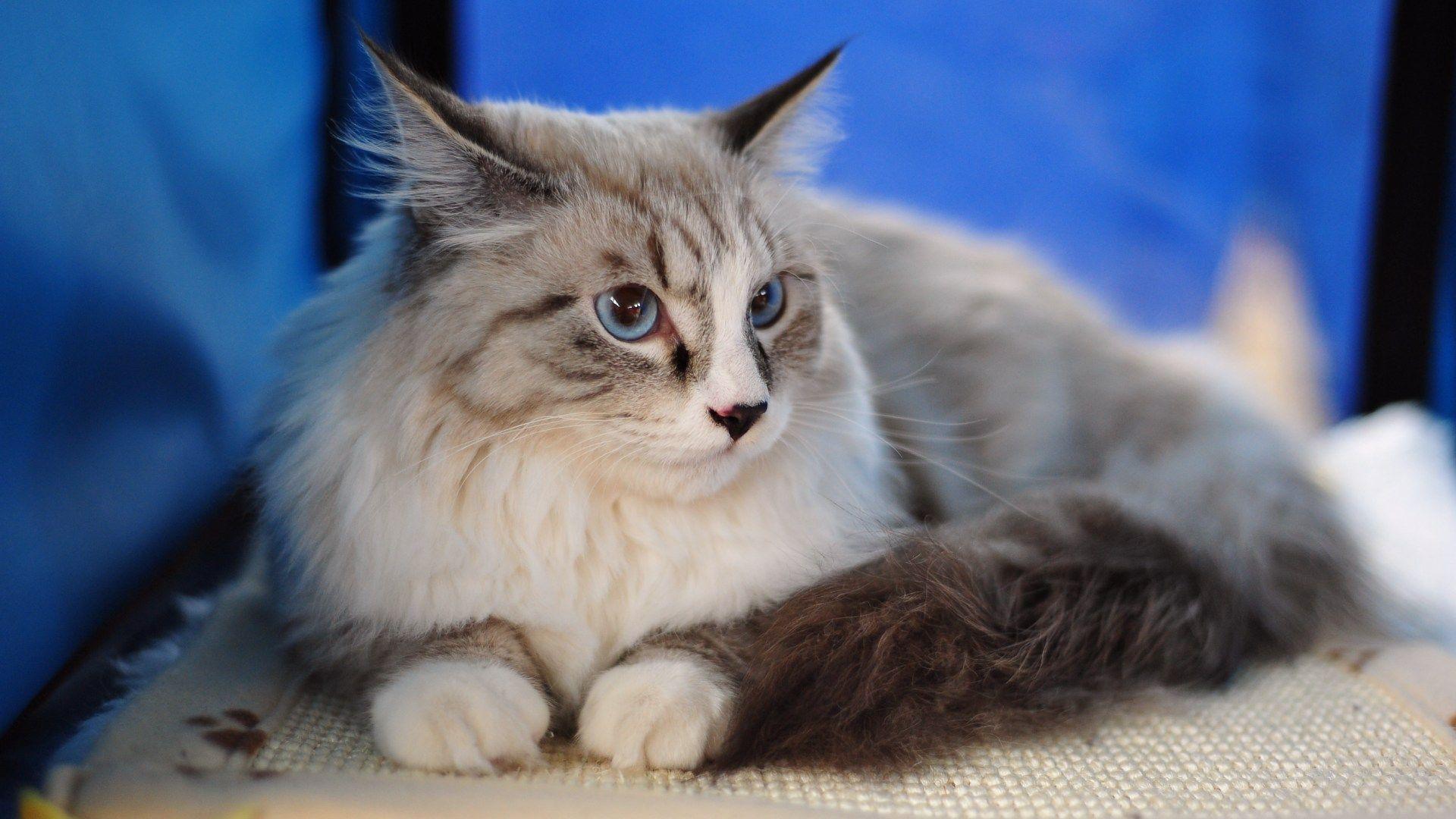 Surprising Maine Coon Cat Wallpaper Full HD 4134x2756PX