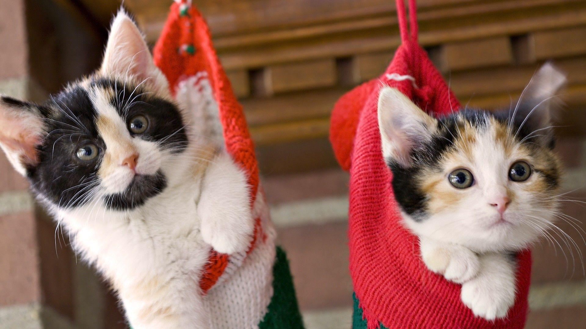 Related image Image result for christmas cats