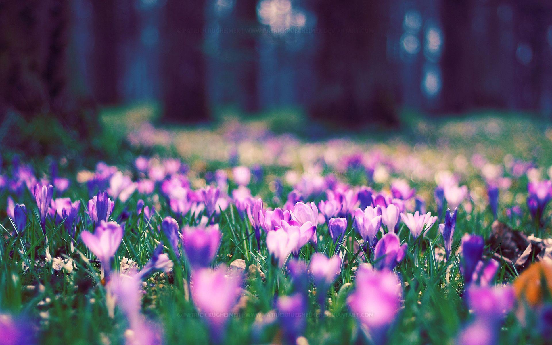 Wallpapers Spring Flowers - Wallpaper Cave