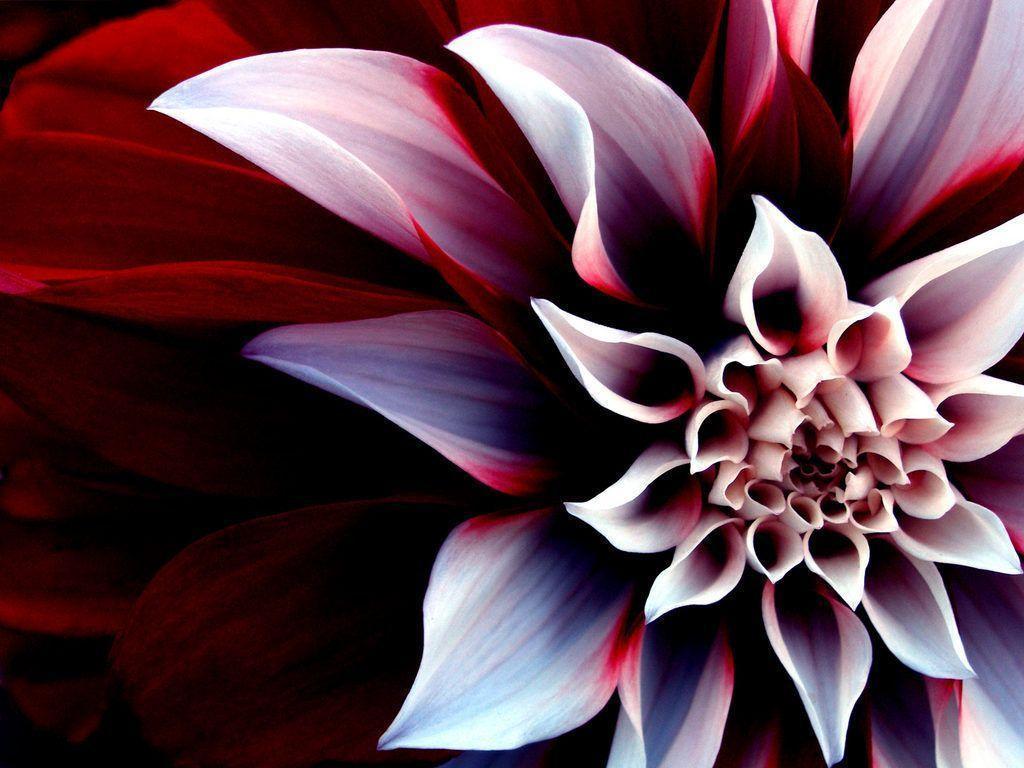 Enigmatic Flower HD Desktop Wallpaper
