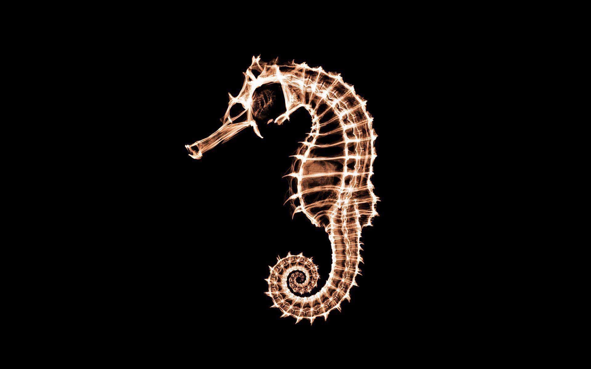 Full View and Download sea horse Wallpaper 1920x1200. Hot HD