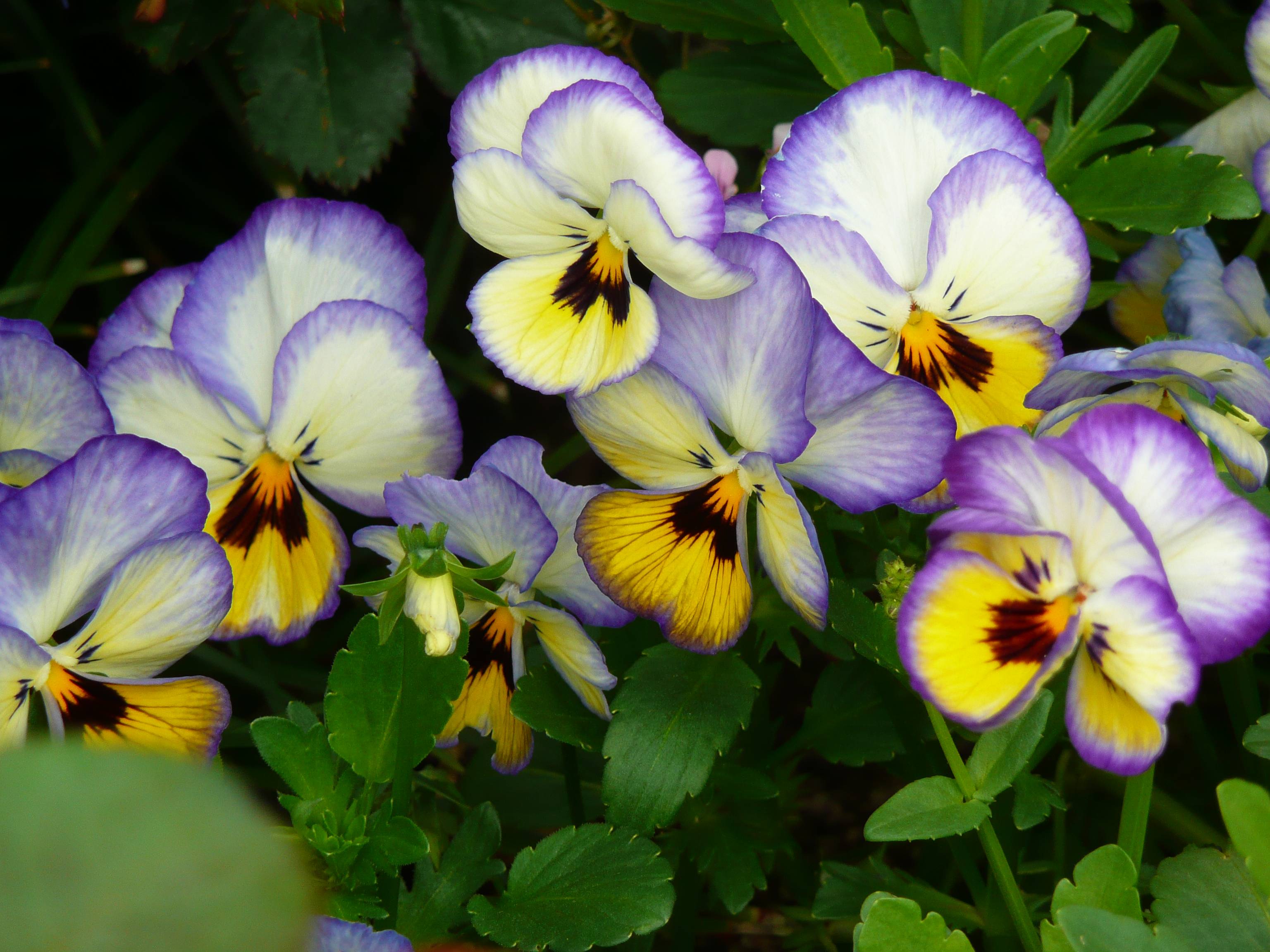 Viola (violet, pansy) wallpaper and image, picture