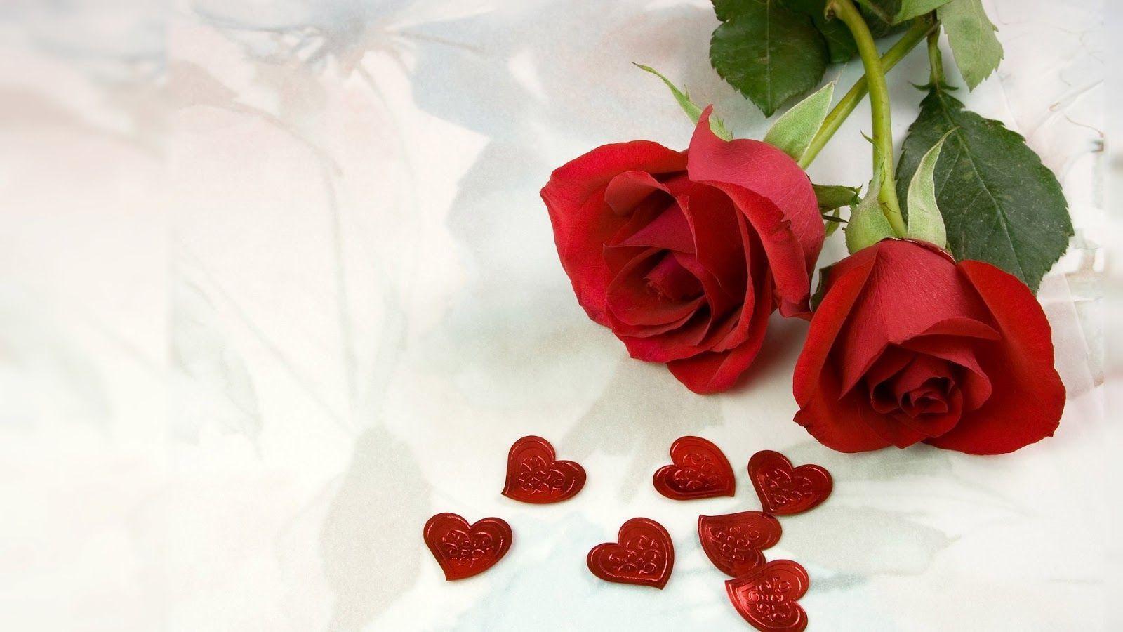 red roses, most popular rose, rose wallpaper, beautiful rose, red