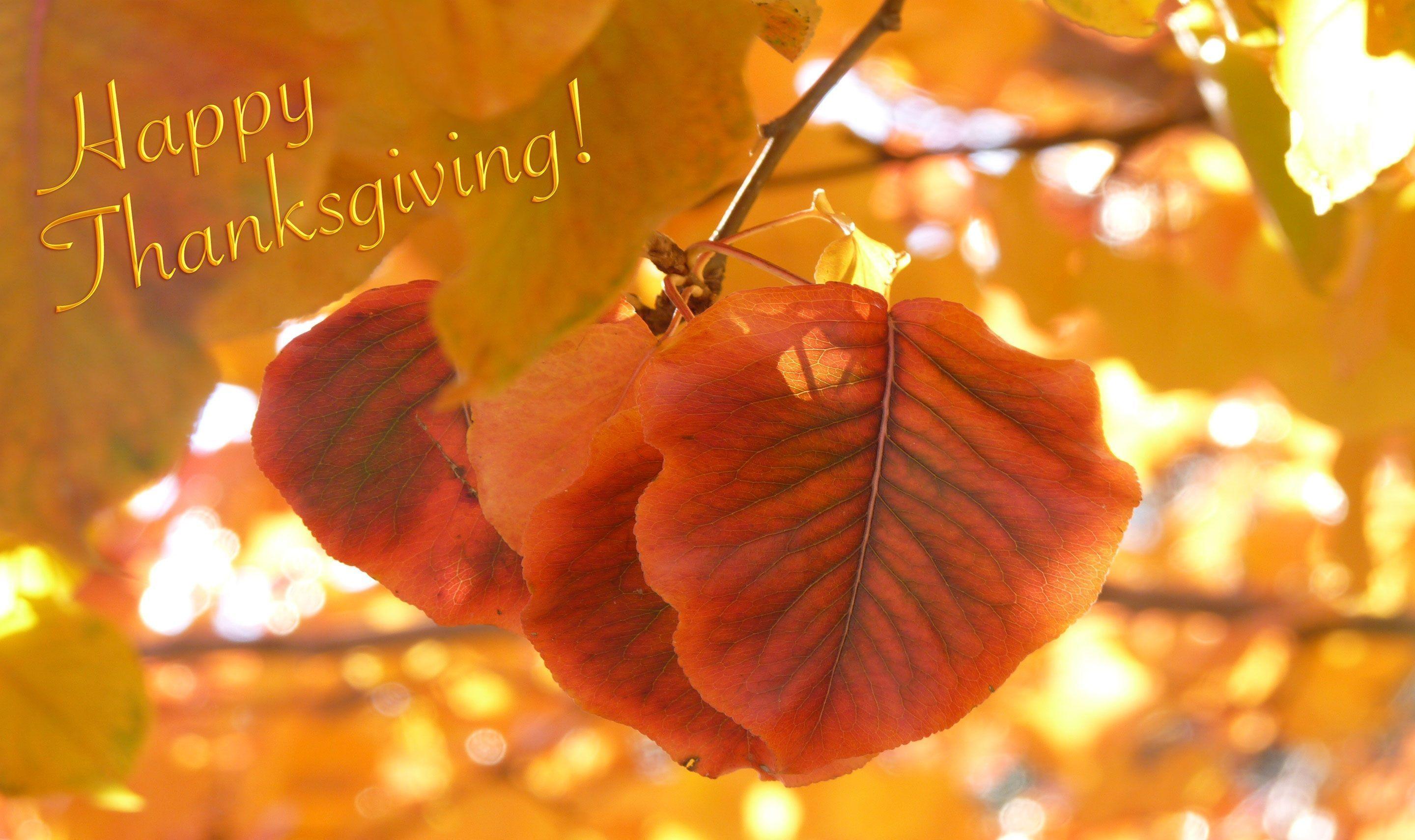 Thanksgiving Wallpaper Background 28 303004 Image HD Wallpaper