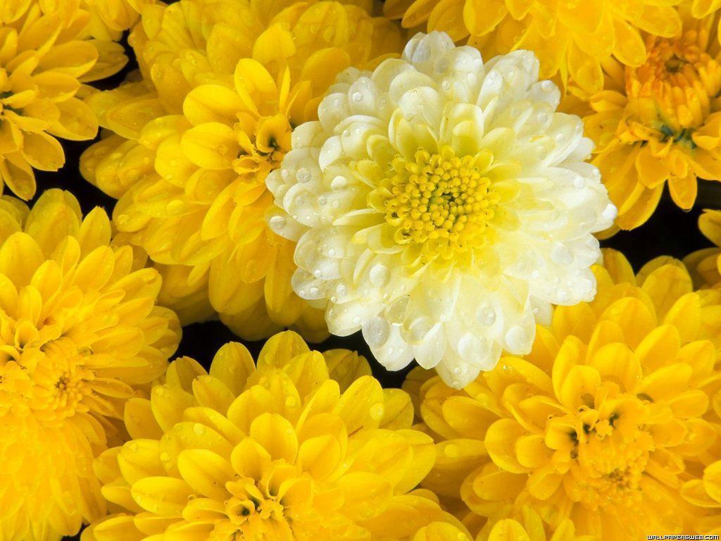 Free Fantastic Yellow Flower Wallpaper & HD picture. Download HD