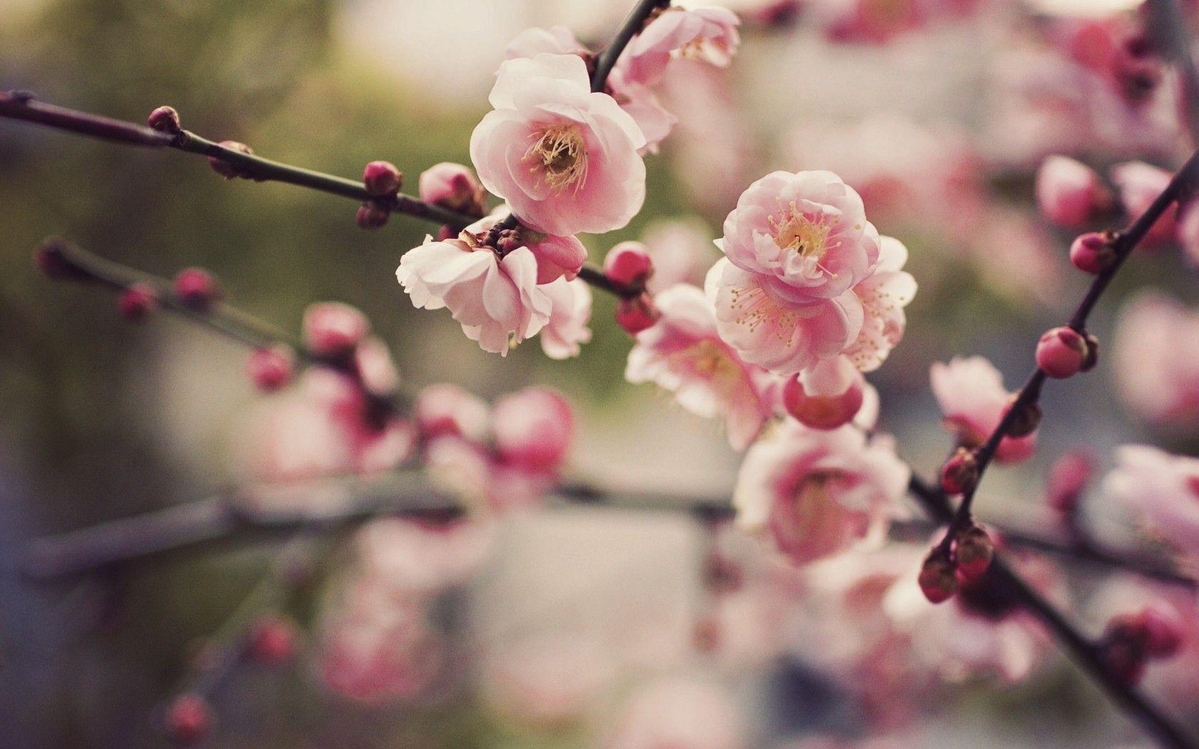 Pretty Cherry Blossom Wallpapers 45336 1680x1050 px ~ HDWallSource