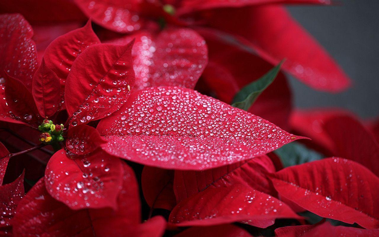 Astonishing Wallpaper Gallery 1280x800PX Wallpaper Gallery