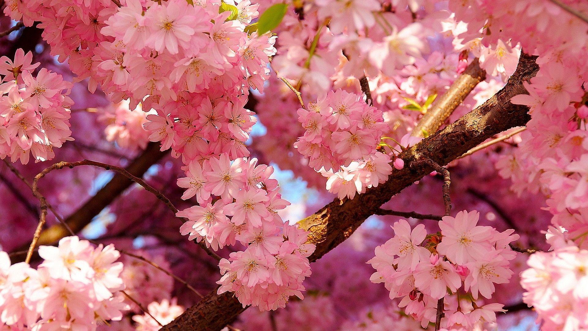 Cherry blossoms spring Wallpaper