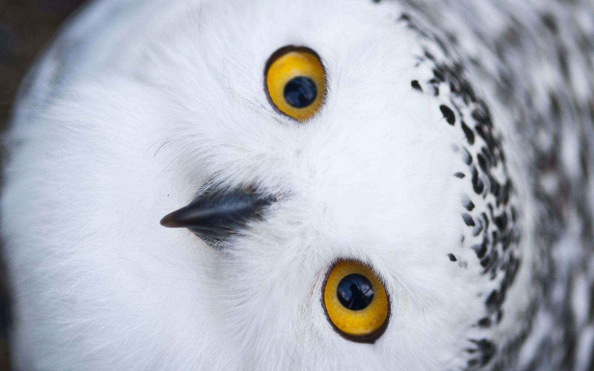 Bird, Snowy Owl. HQ Wallpaper for PC