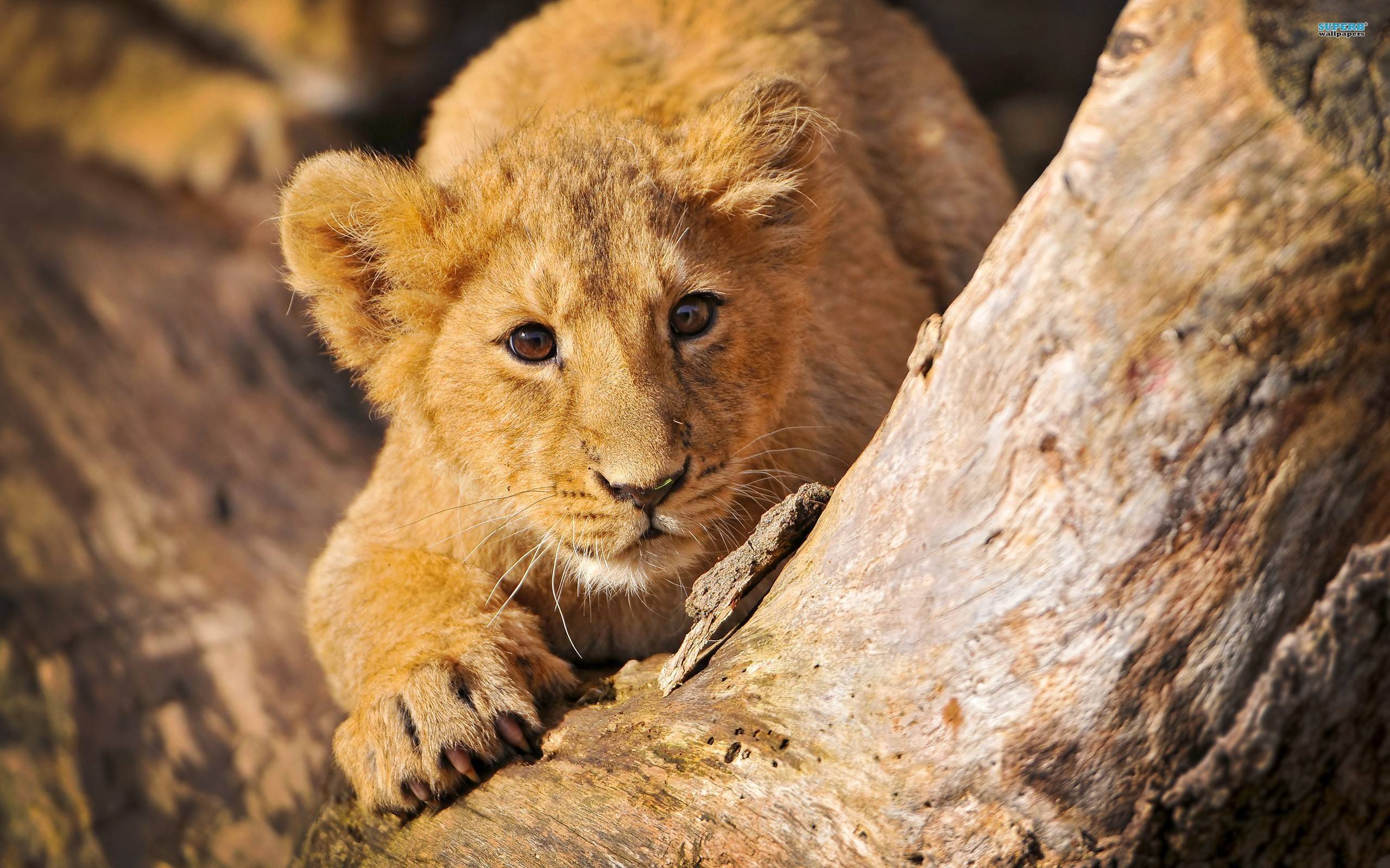 Lion Cubs Wallpapers - Wallpaper Cave