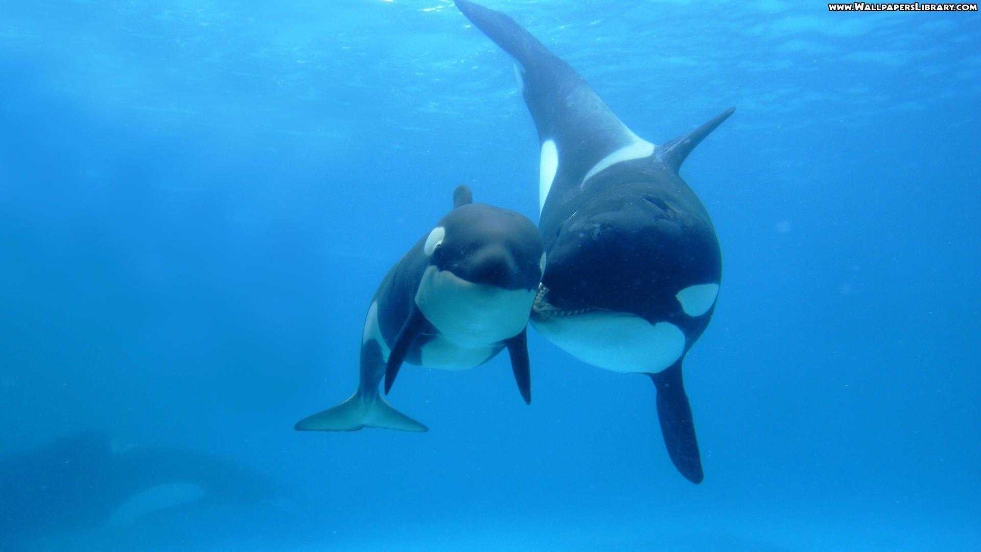 high definition orca wallpaper / high definition background