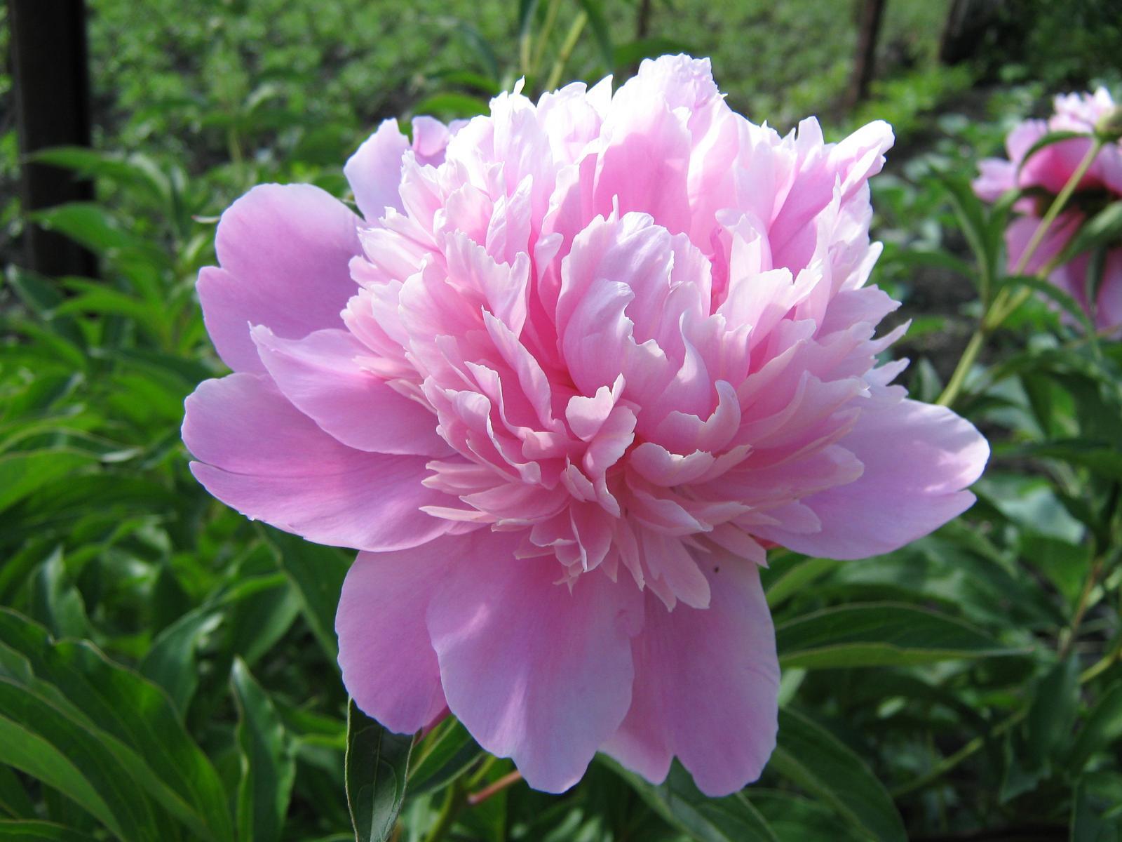 Peony Flower Wallpapers - Wallpaper Cave
