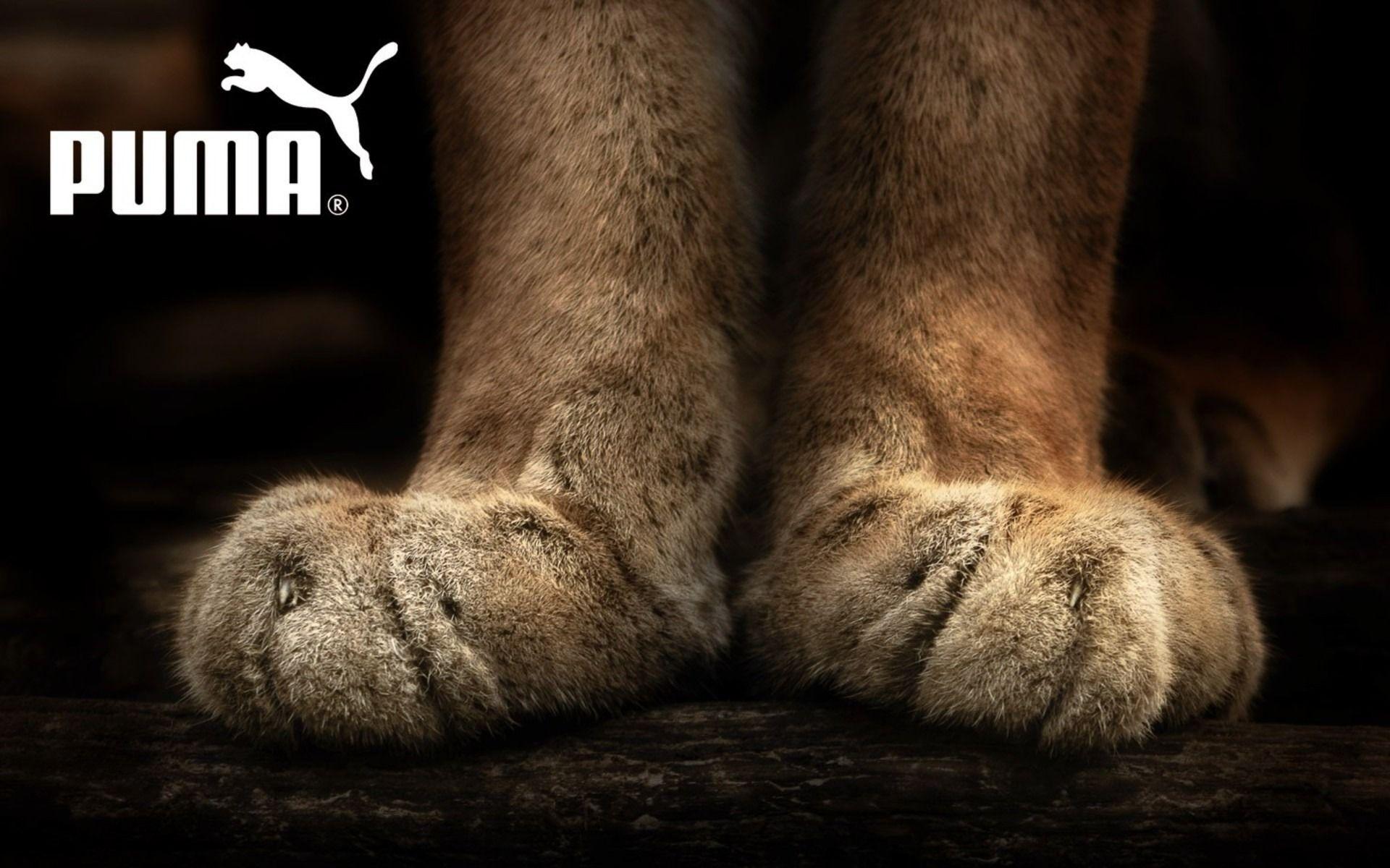 Puma wallpaper and image, picture, photo