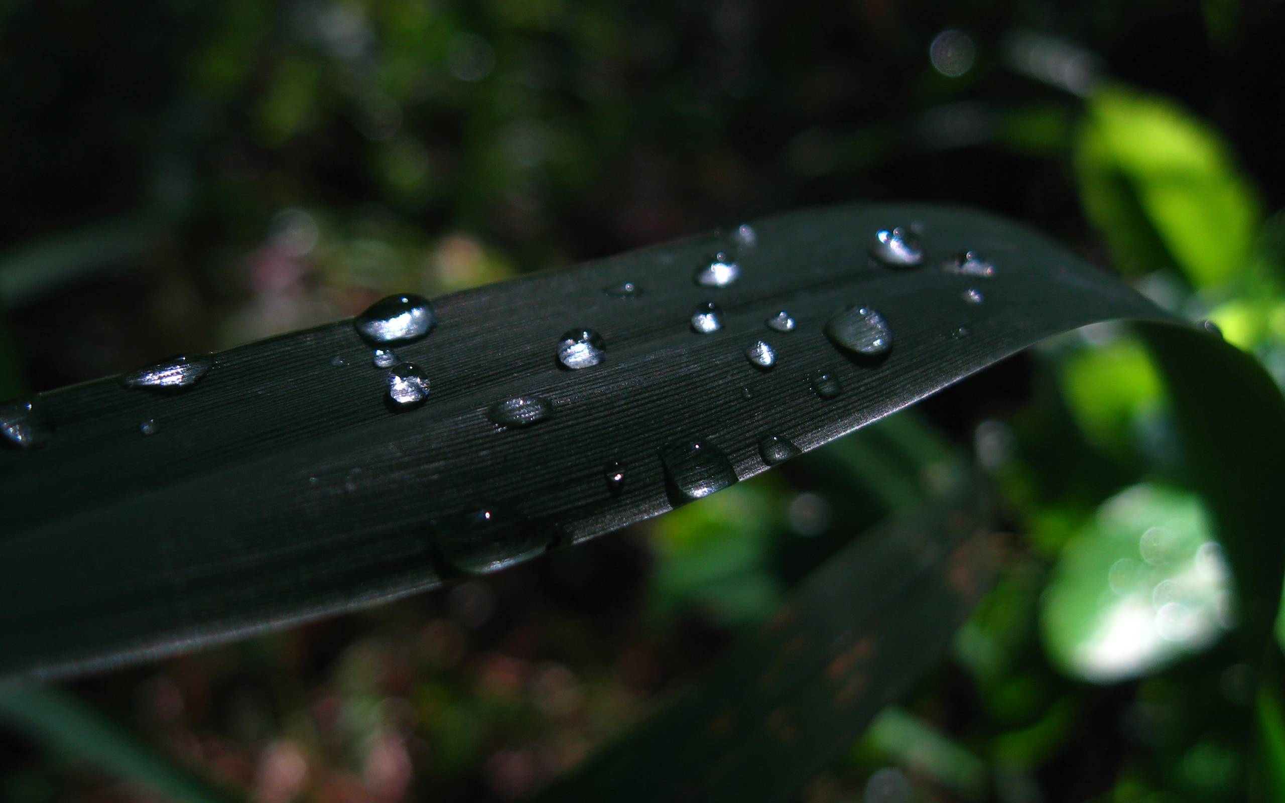 HD Rain Background Wallpaper