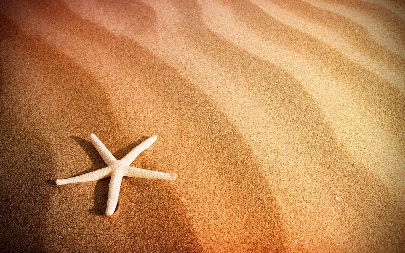 beach sand starfish wallpaper 15