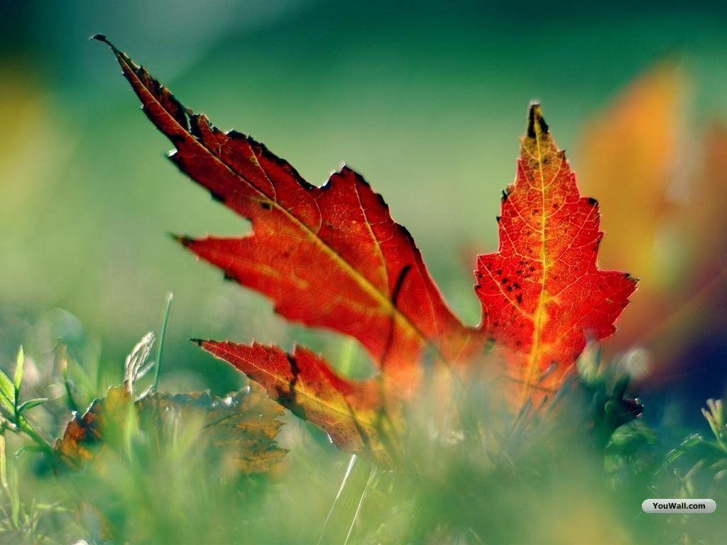 Wallpaper For > Autumn Leaves Background Tumblr