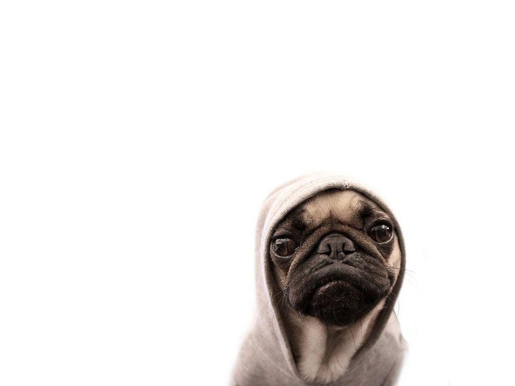 Pug dog with hood wallpaper