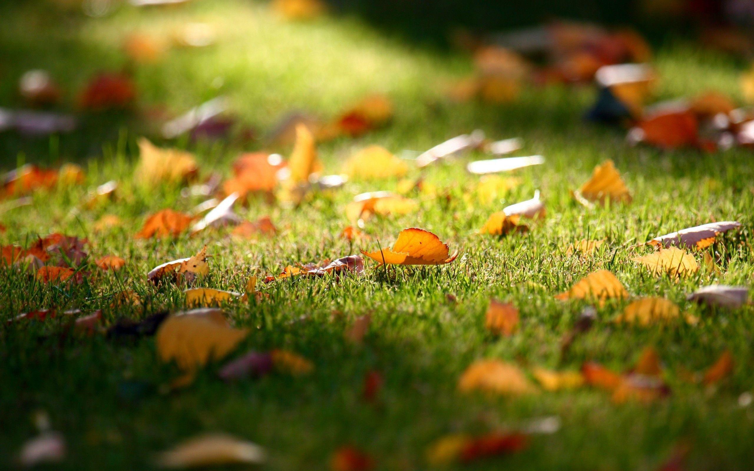 Leaves on grass wallpaper and image, picture, photo