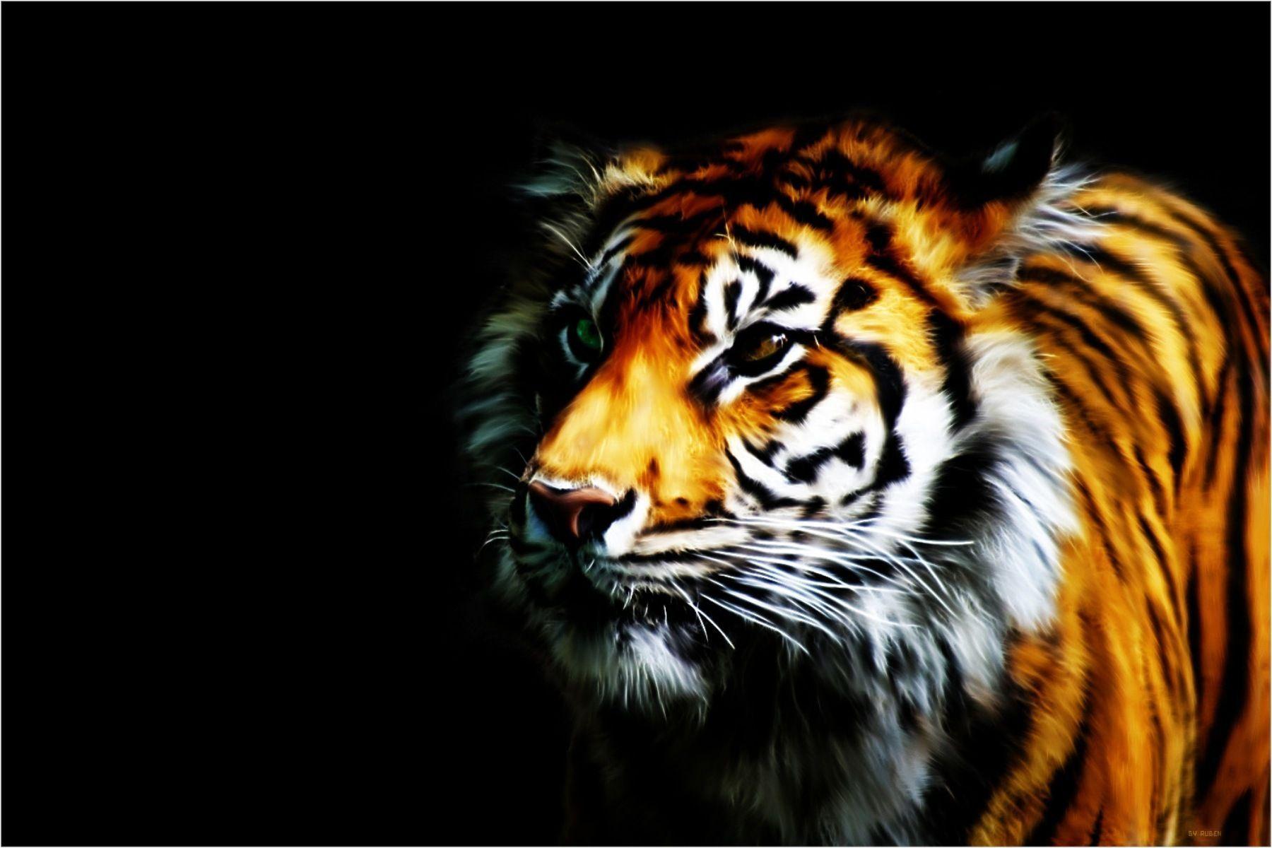 Cool Tiger HD Wallpaper. Frenzia