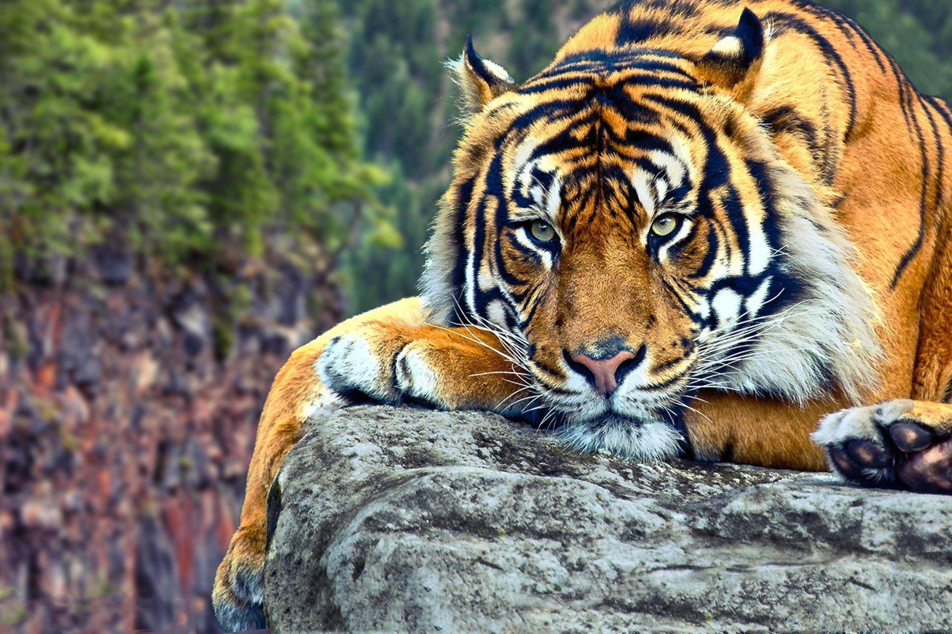 tiger wallpaper, predator, wild cat. HD Desktop Wallpaper