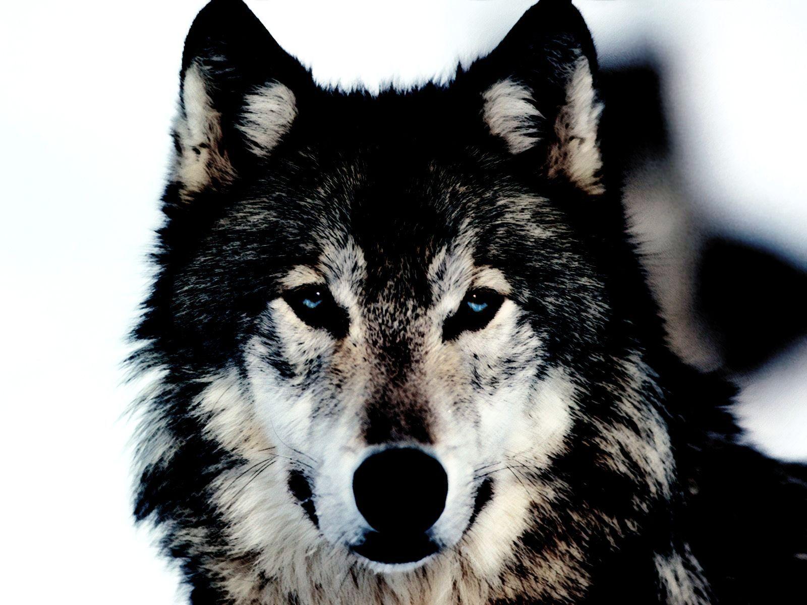 Arctic Wolf HD Wallpaper