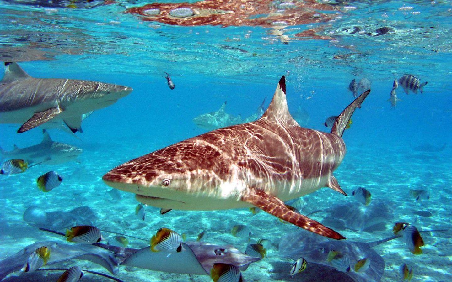 Download Animal Shark Wallpaper 1440x900