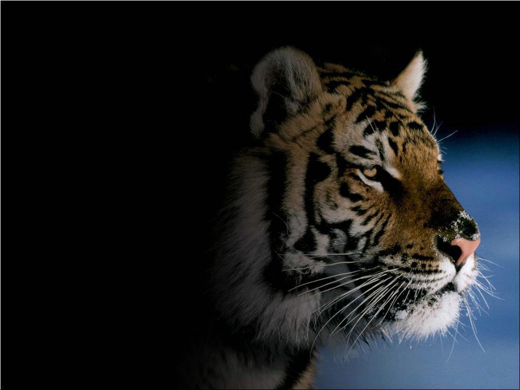 Free Beautiful Tigers From The Dark Background For PowerPoint