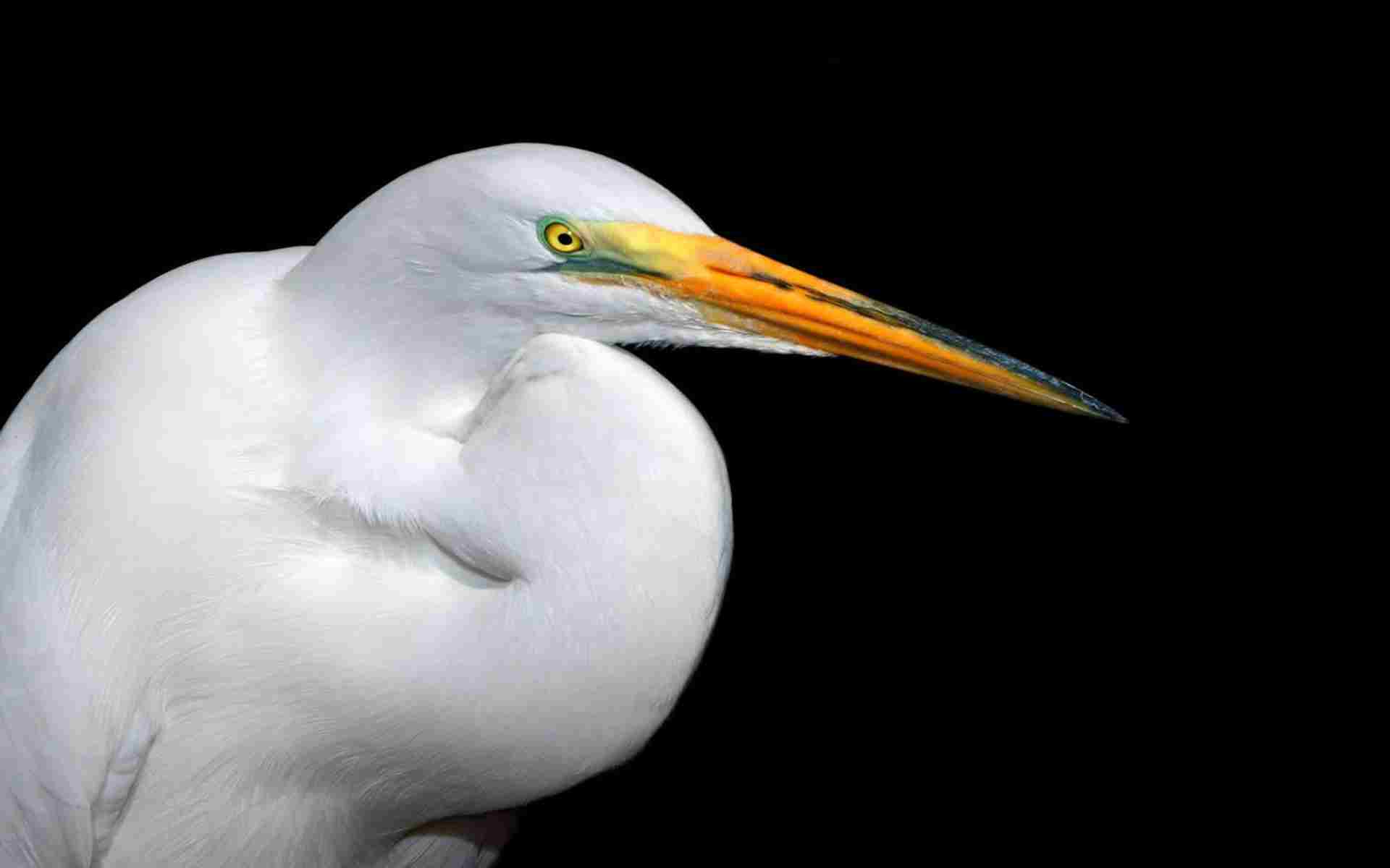 white heron free background