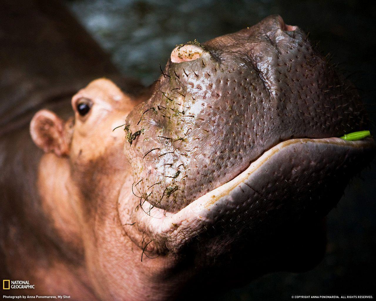 Hippopotamus Photo, Animal Wallpaper