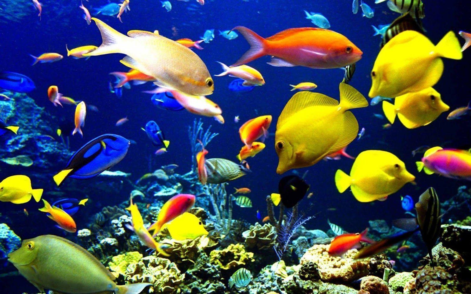 Fish Animal Fish Wallpaper 08. hdwallpaper