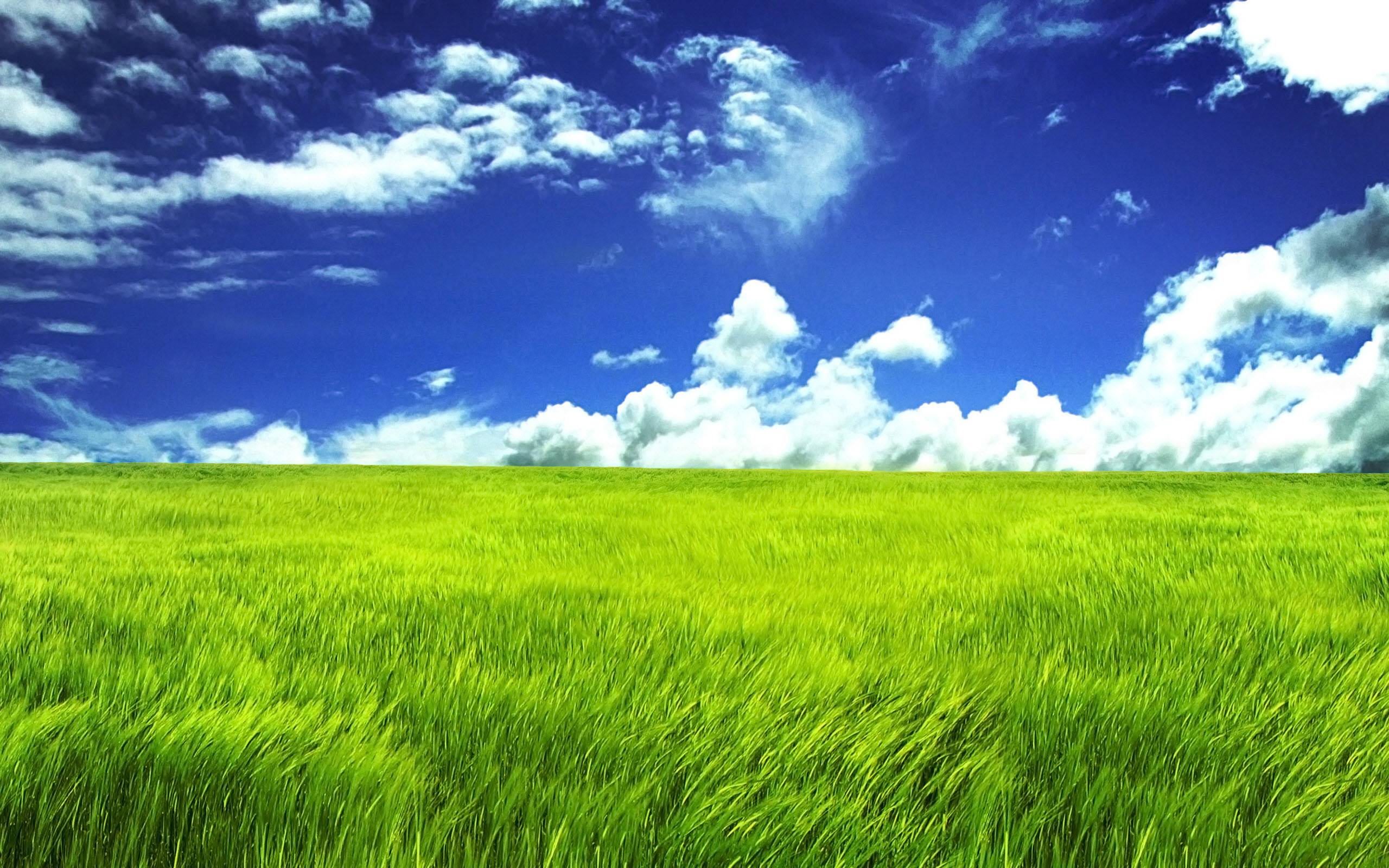 Green Grassland Wallpaper