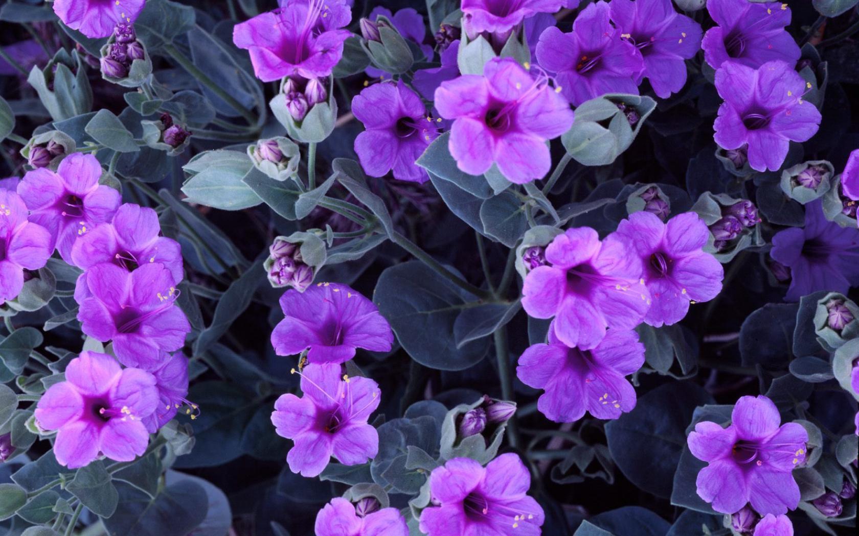 Purple Flower HD Wallpaper