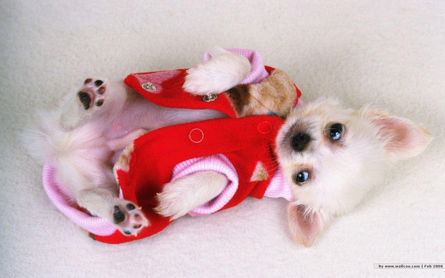 1440*900 Lovely Puppy wallpaper / Lovely Puppies Photo 1440x900