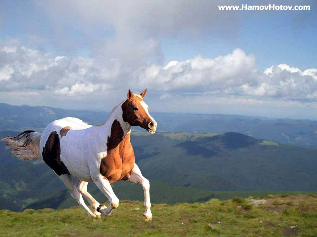 Wallpaper For > Running Horse Wallpaper Desktop