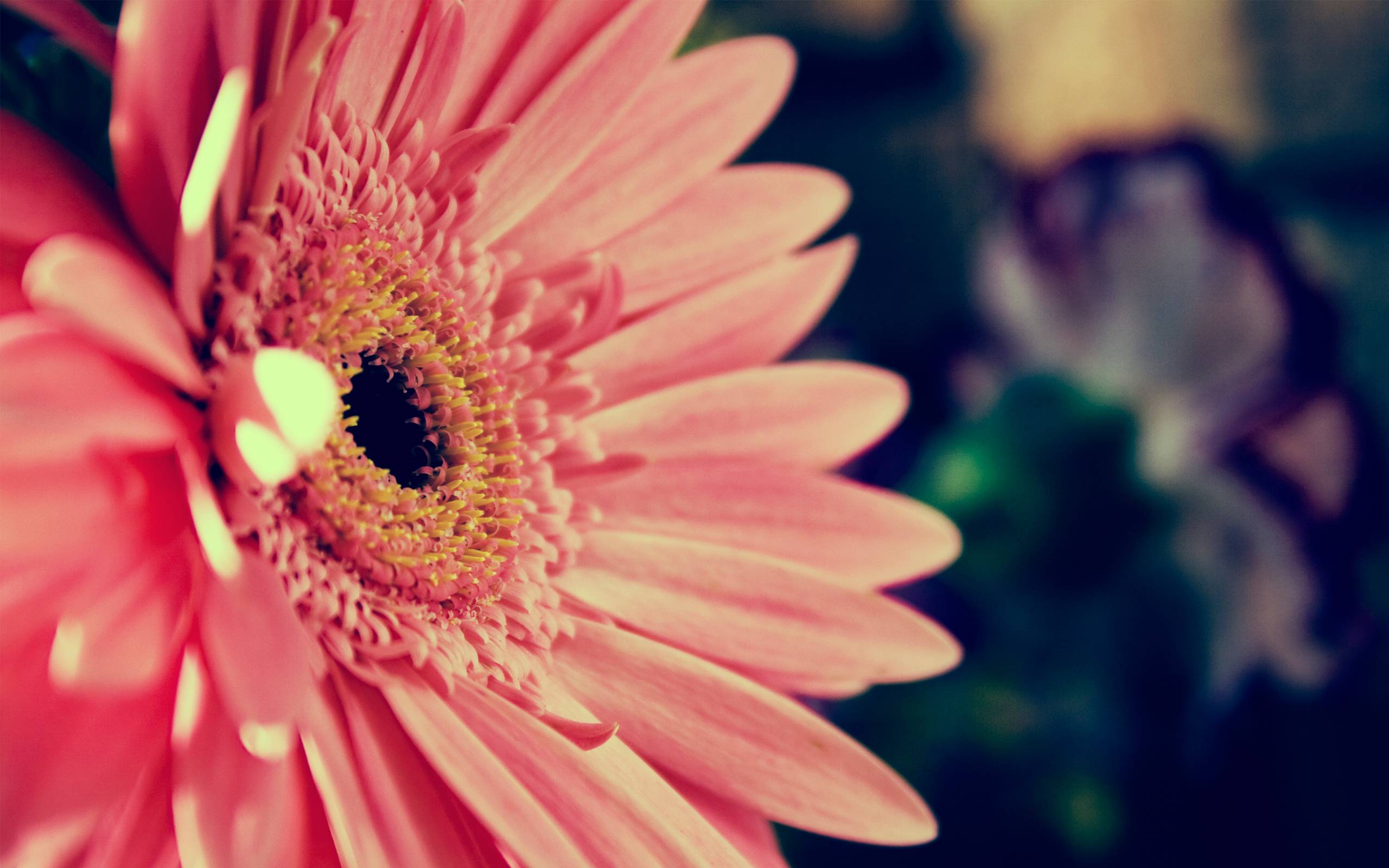 image For > Pink Daisy Wallpaper