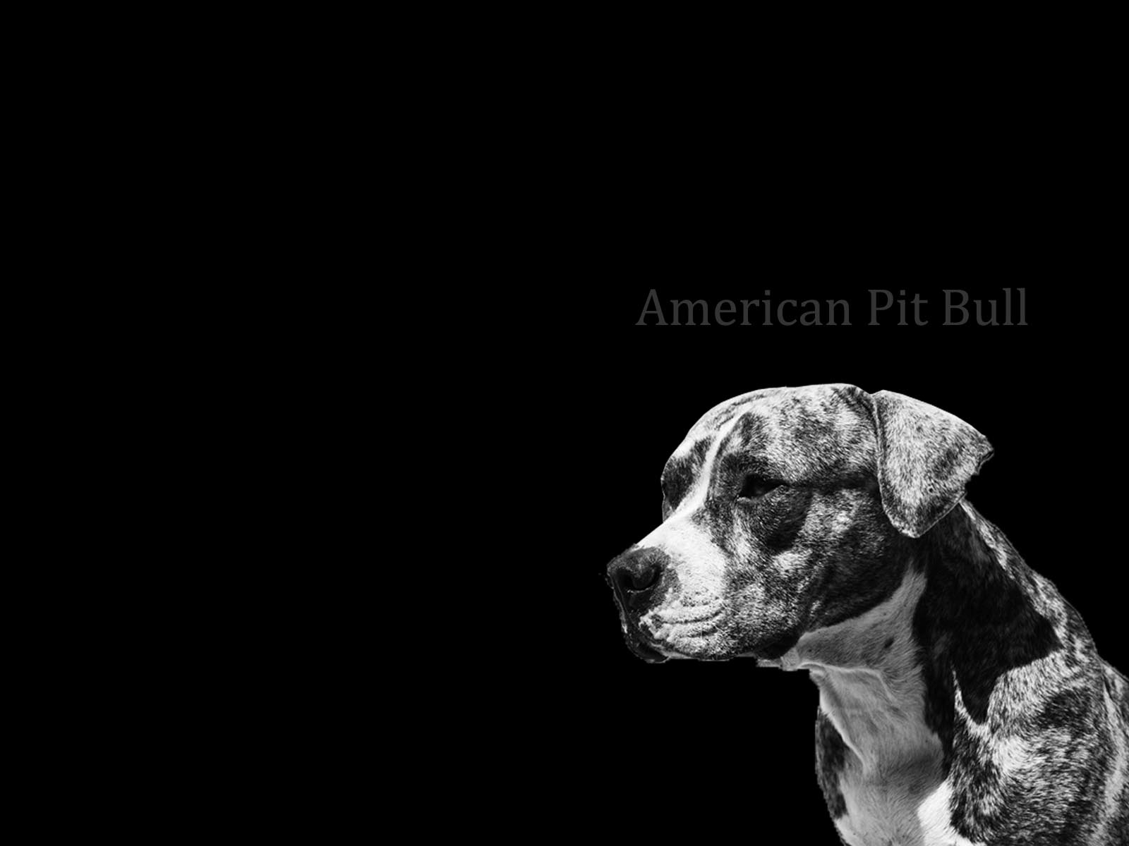 American pit bull dog breed wallpaper