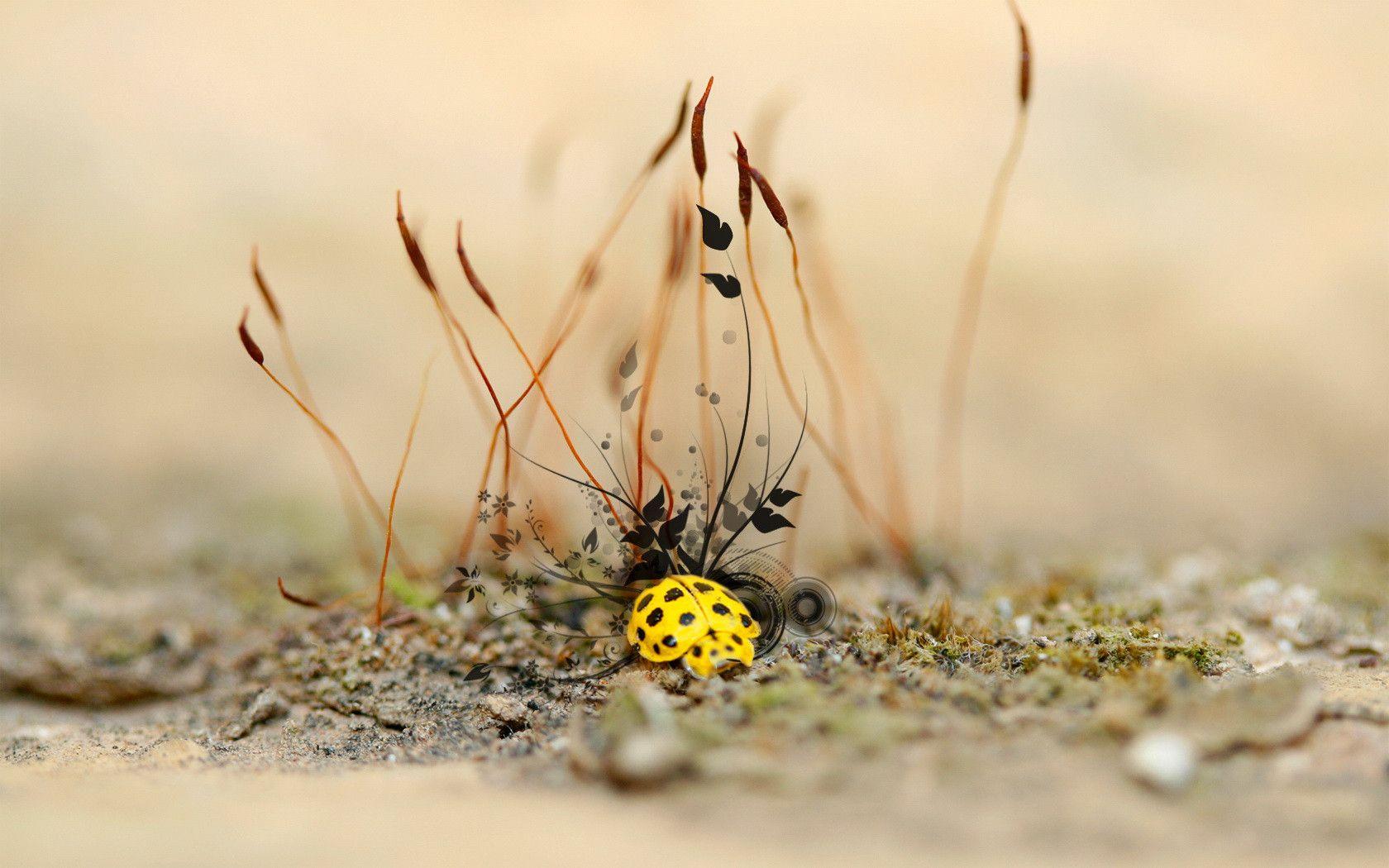 Yellow Spotted Bug 1680