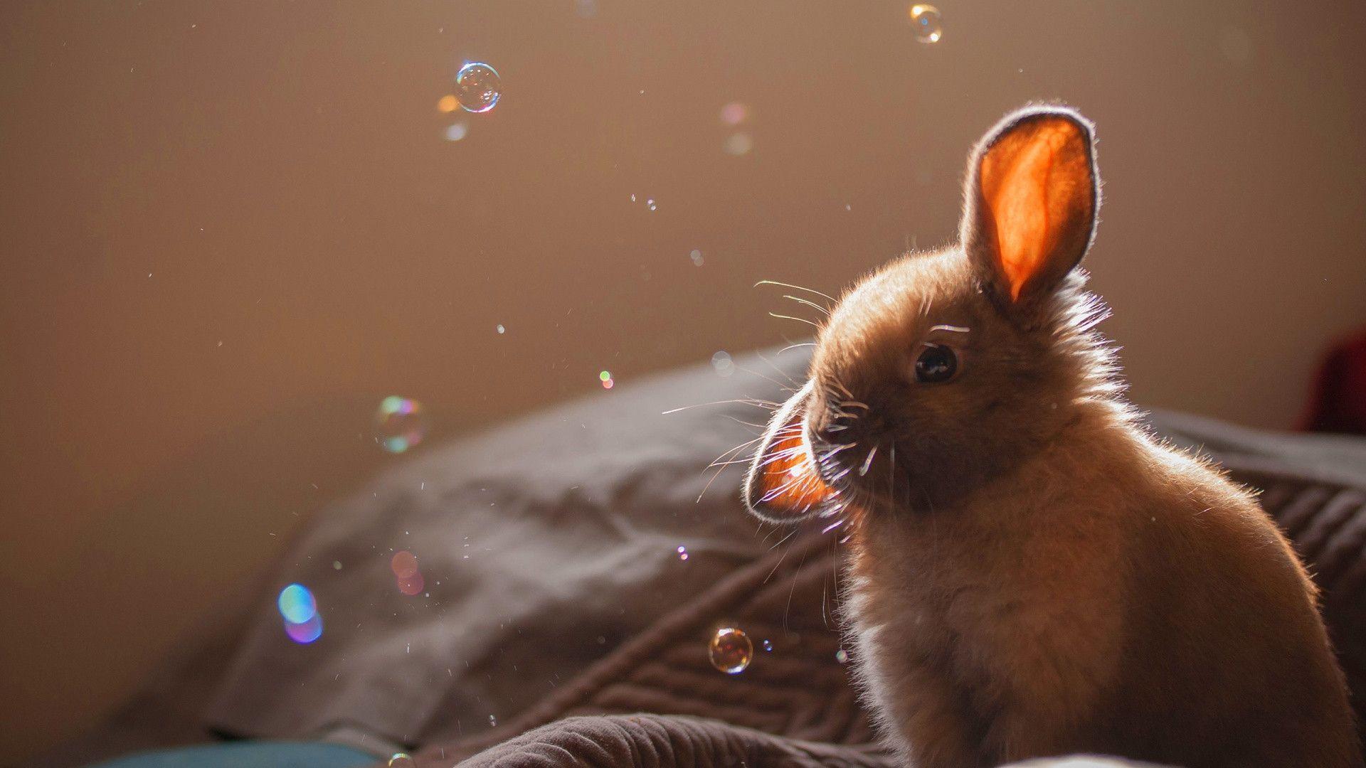 Bunny Soap Bubbles. Download HD Wallpaper
