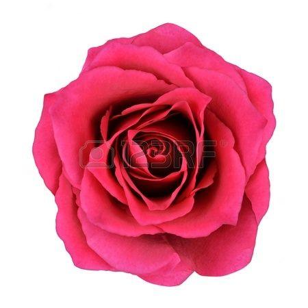 Single Red Rose , Picture, Royalty Free Single Red