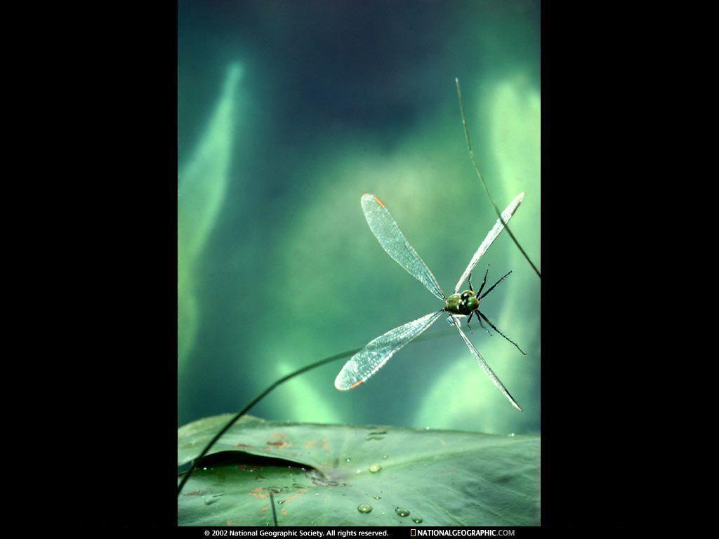Dragonfly Lily Pad Picture, Dragonfly Lily Pad Desktop Wallpaper