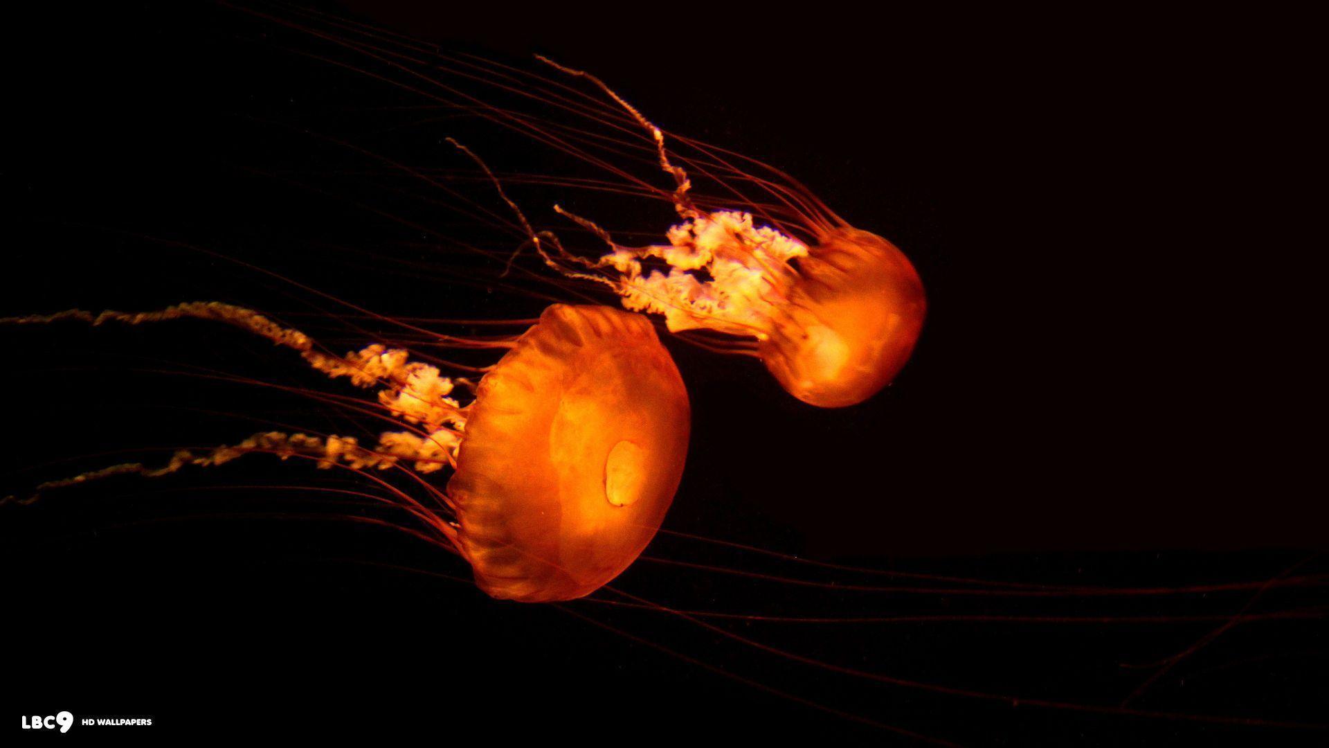 Jellyfish Wallpaper 9 62. Marine Life HD Background
