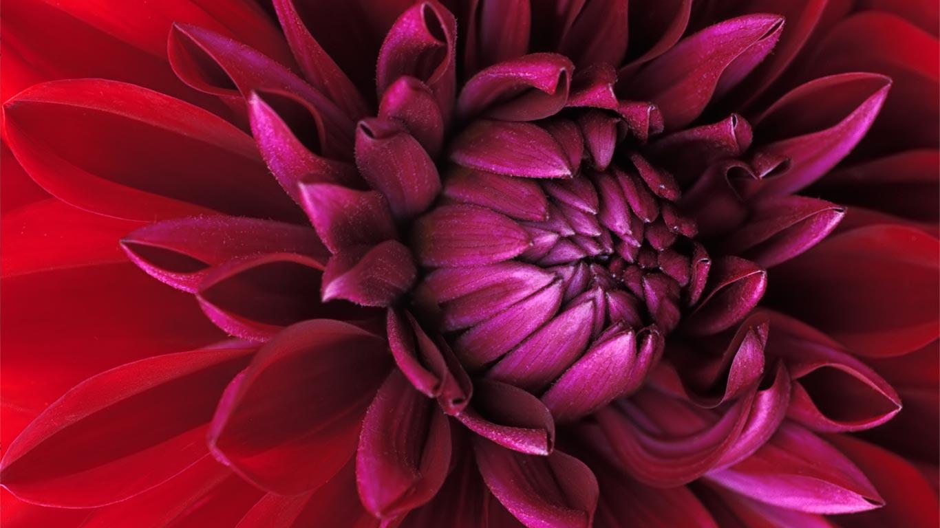 Desktop Wallpaper · Gallery · HD Notebook · Mums flower buds