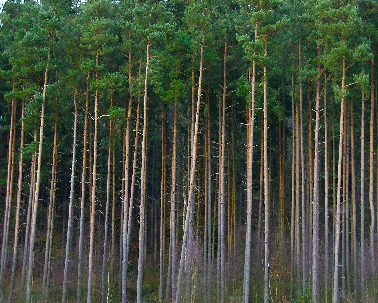 Row Of Pine Trees Wallpaper 1280x1024 px Free Download