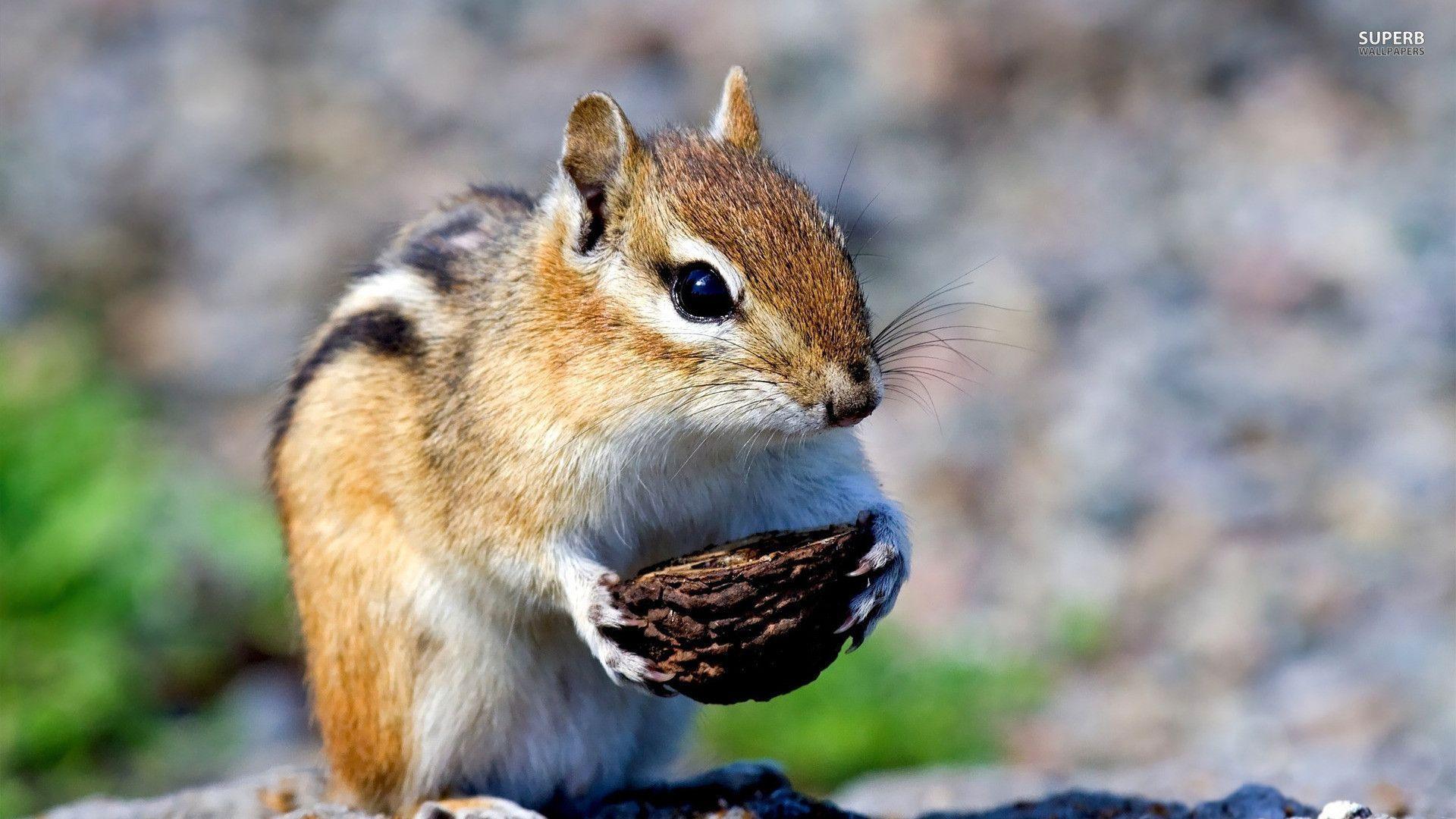 Chipmunk Wallpapers - Wallpaper Cave