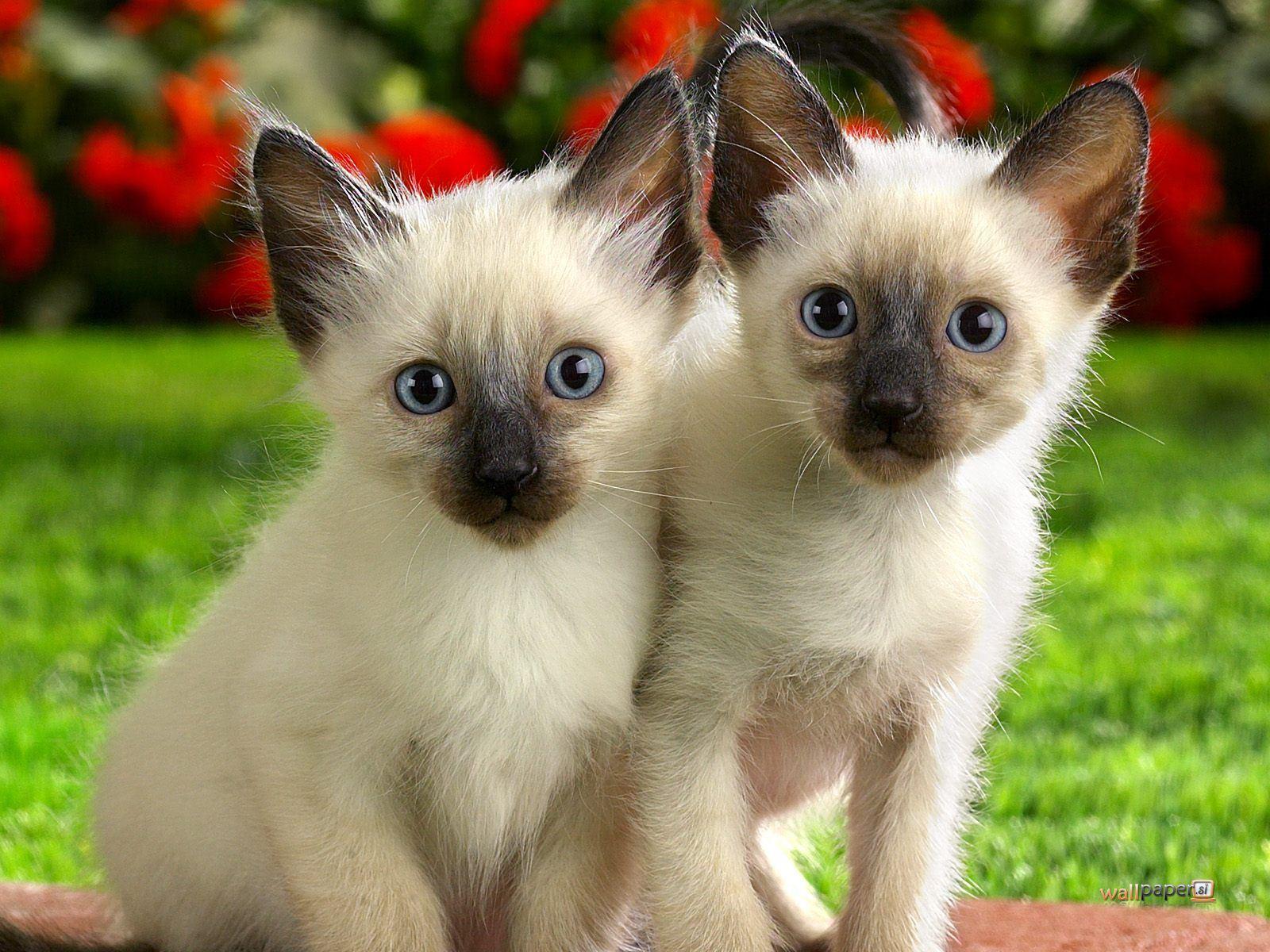 Siamese kittens photo and wallpaper. Beautiful Siamese kittens