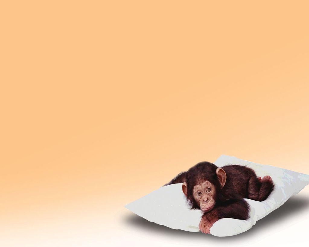 Baby monkey on the pillow Download PowerPoint Background