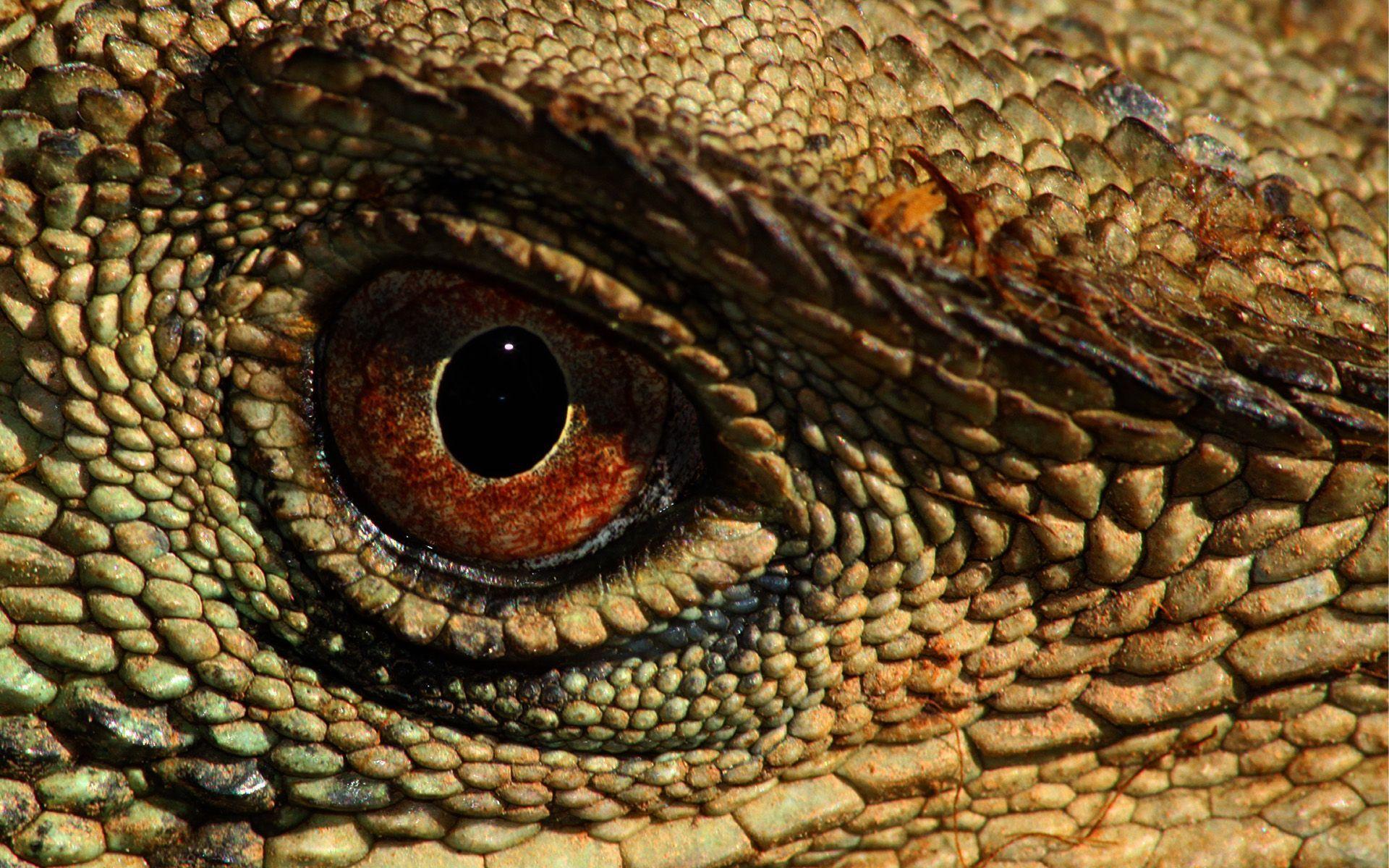 Reptile Wallpaper